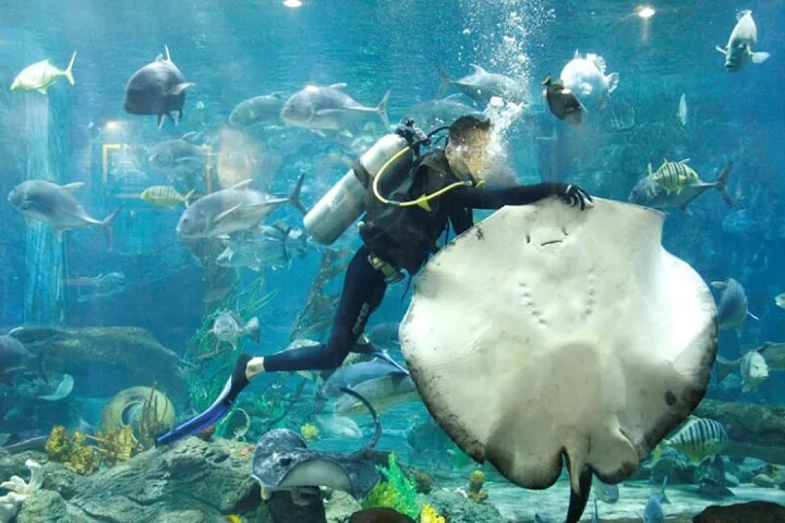 Дайвер кормит рыб в аквариуме Underwater World